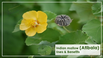 Indian mallow (Atibala)- Uses & Benefits