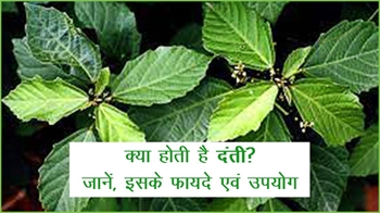 क्या है दंती? जानें, इसके फायदे एवं उपयोग