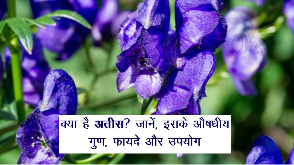 क्या है अतीस? जानें, इसके औषधीय गुण, फायदे और उपयोग