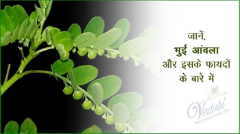 जानें, भुई आंवला और इसके फायदों के बारे में