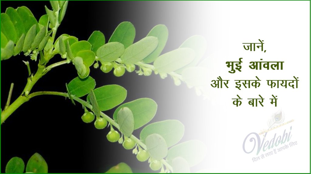 जानें, भुई आंवला और इसके फायदों के बारे में