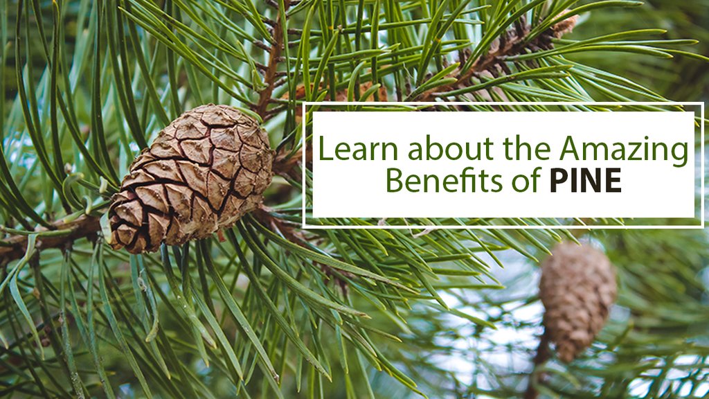 Learn about the Amazing Benefits of Pine