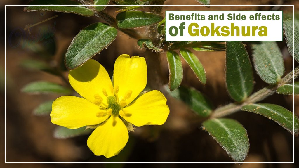 Benefits and Side effects of Gokshura