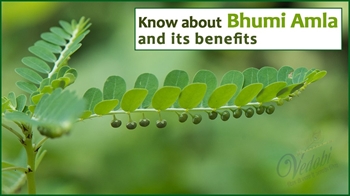 Know about Bhumi Amla and its Benefits