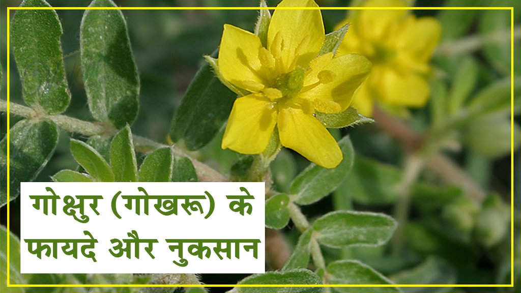 गोक्षुर (गोखरू) के फायदे और नुकसान