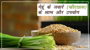 गेहूं के जवारे (व्‍हीटग्रास) लाभ और उपयोग