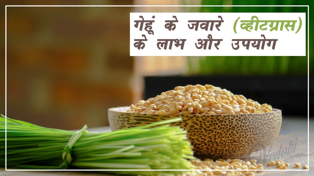 गेहूं के जवारे (व्‍हीटग्रास) लाभ और उपयोग