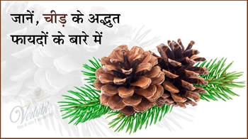 जानें, चीड़ के अद्भुत फायदों के बारे में
