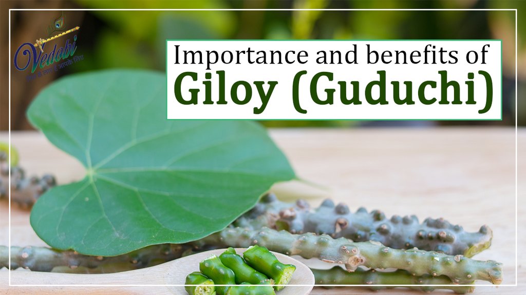 Importance and benefits of Giloy (Guduchi)