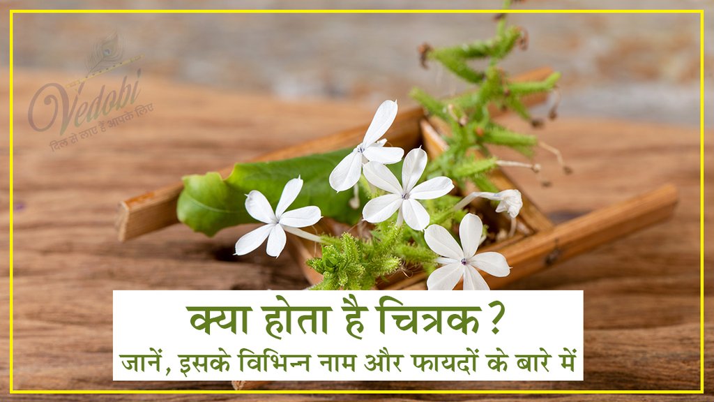 क्या होता है चित्रक? जानें, इसके विभिन्न नाम और फायदों के बारे में
