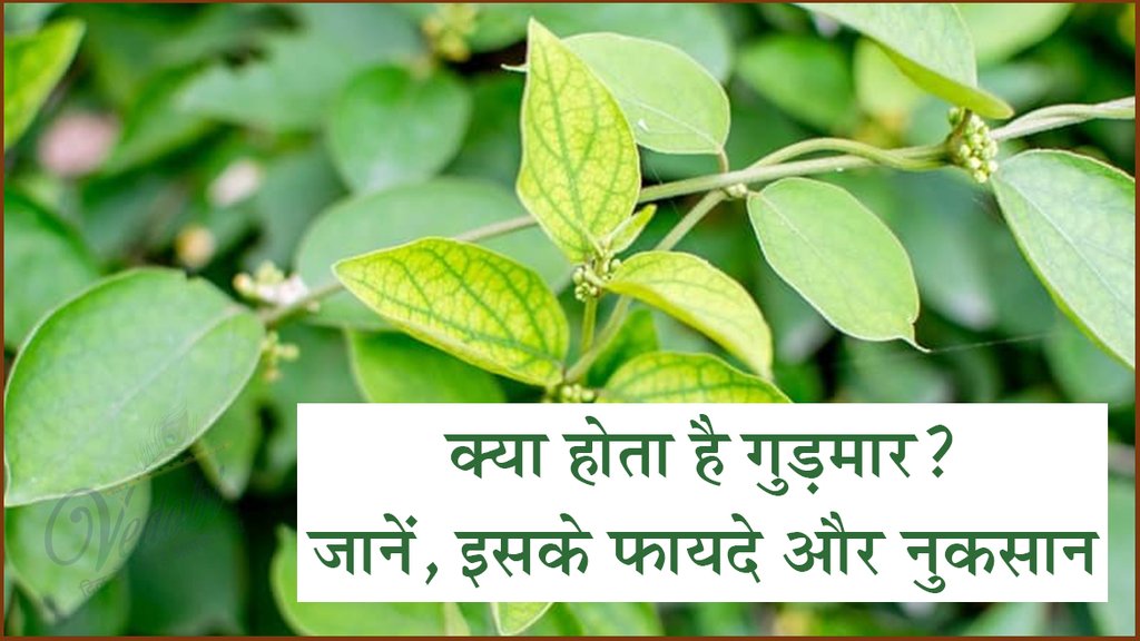 क्या होता है गुड़मार? जानें, इसके फायदे और नुकसान