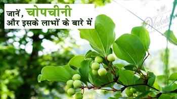 जानें, चोपचीनी और इसके लाभों के बारे में