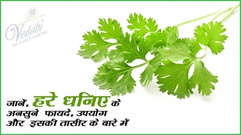 जानें, हरे धनिए के अनसुने फायदे, उपयोग और इसकी तासीर के बारे में