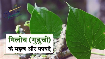 गिलोय (गुडुची) के महत्व और फायदे