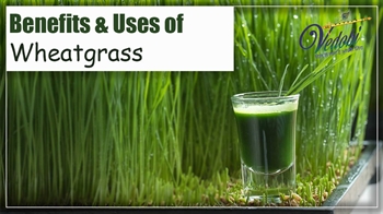 Benefits & Uses of Wheatgrass