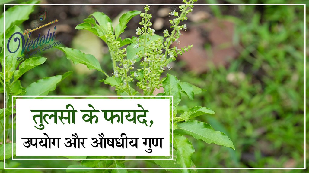 तुलसी के फायदे, उपयोग और औषधीय गुण