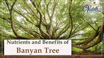 Nutrients and Benefits of Banyan Tree