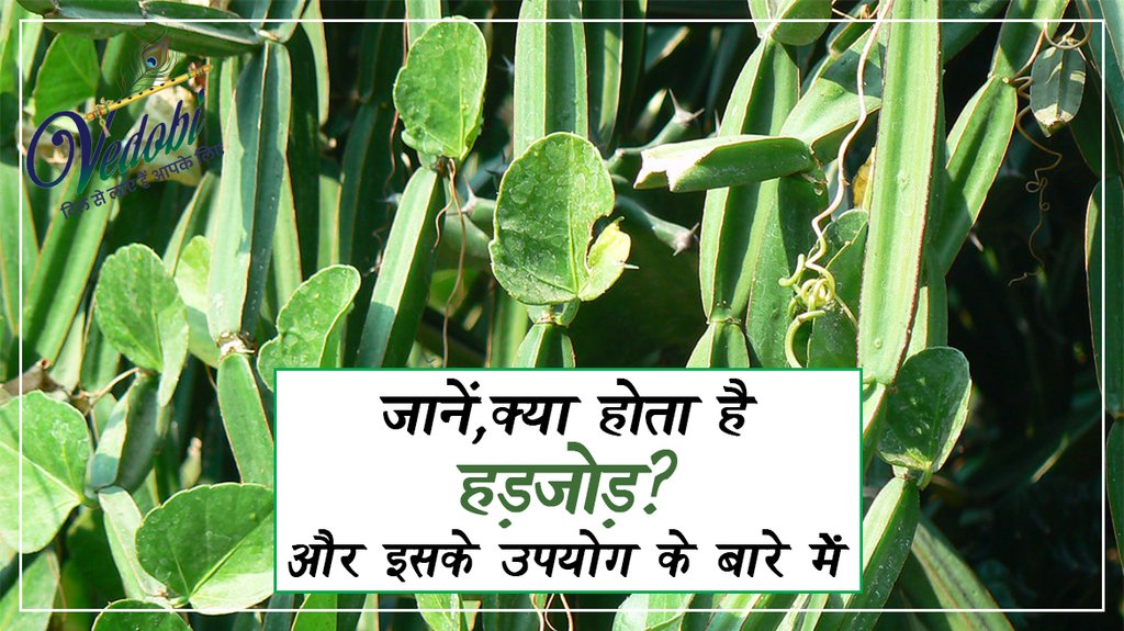 जानें, क्या होता है हड़जोड़ और इसके उपयोग के बारे में