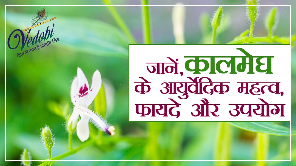 जानें, कालमेघ के आयुर्वेदिक महत्व, फायदे और उपयोग