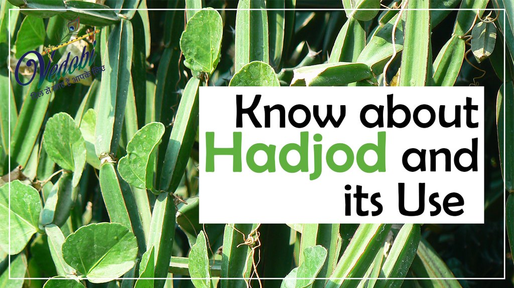 Know about Hadjod and its Uses