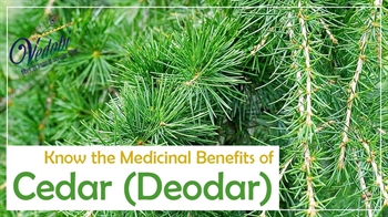 Know the Medicinal Benefits of Cedar (Deodar)