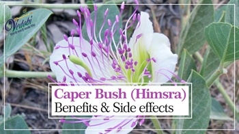Caper Bush (Himsra)- Benefits & Side effects