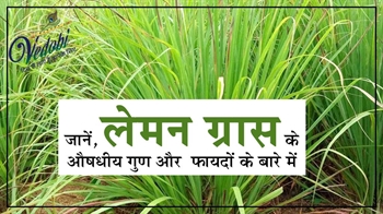 जानें, लेमन ग्रास के औषधीय गुण और फायदों के बारे में