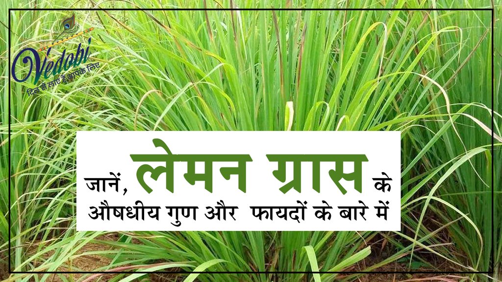 जानें, लेमन ग्रास के औषधीय गुण और फायदों के बारे में
