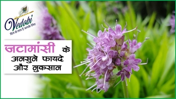 जटामांसी के अनसुने फायदे और नुकसान