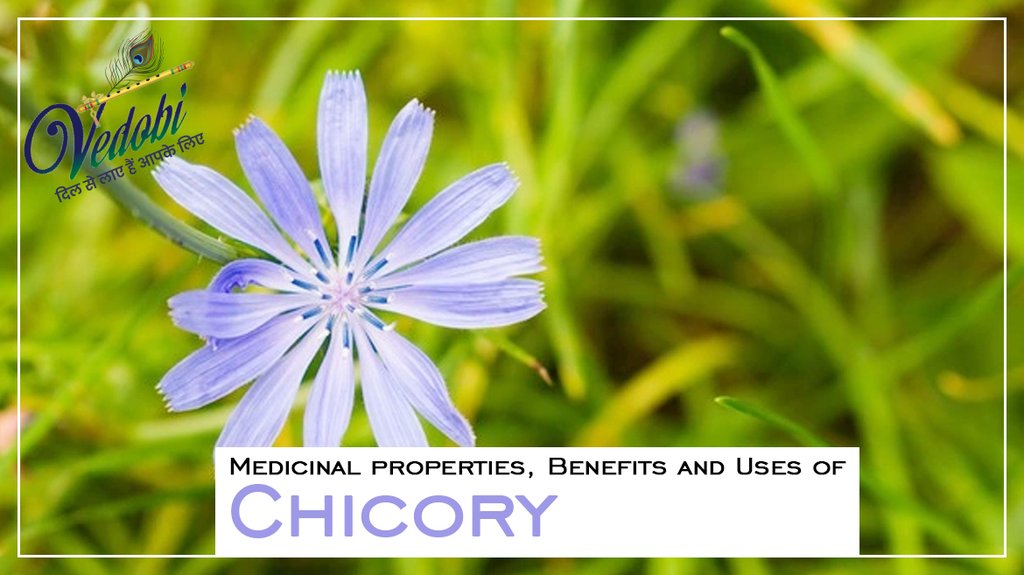 Medicinal properties, Benefits and Uses of Chicory