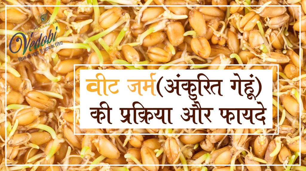 वीट जर्म (अंकुरित गेहूं) की प्रक्रिया और फायदे