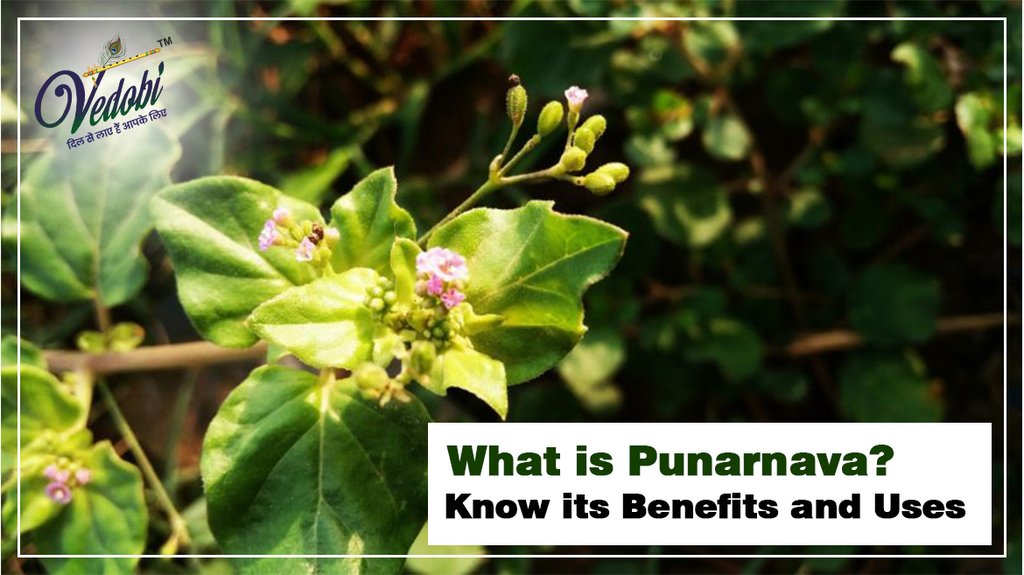 What is Punarnava? Know its Benefits and Uses