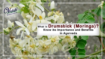 What is Drumstick (Moringa)? Know its Importance and Benefits in Ayurveda