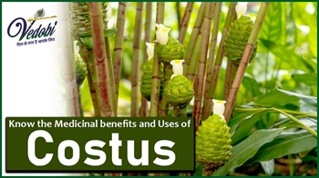 Know the Medicinal benefits and Uses of Costus