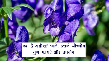 क्या है अतीस? जानें, इसके औषधीय गुण, फायदे और उपयोग