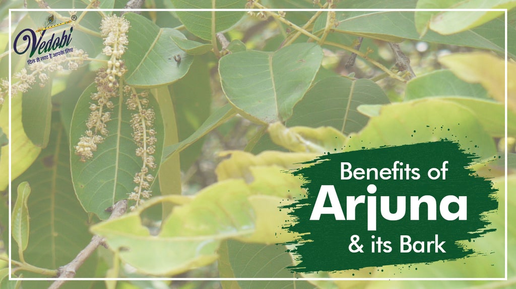 Benefits of Arjuna & its Bark