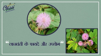 लाजवंती के फायदे और उपयोग