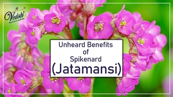 Unheard Benefits of Spikenard (Jatamansi)
