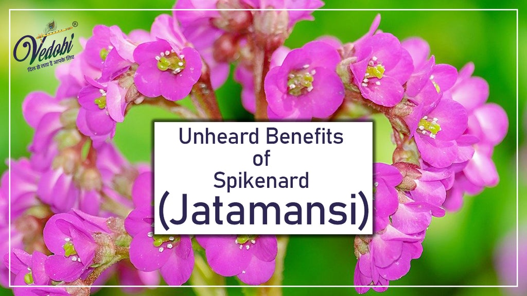 Unheard Benefits of Spikenard (Jatamansi)