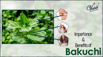 Importance & Benefits of Bakuchi