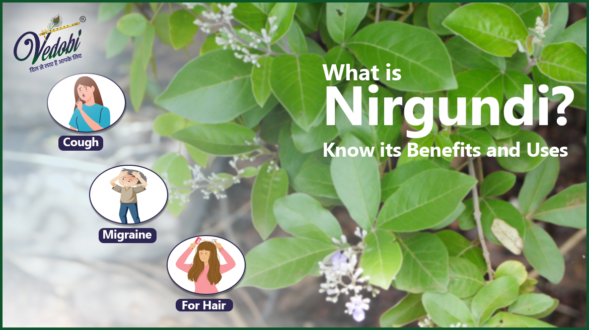 What is Nirgundi?Know its Benefits and Uses
