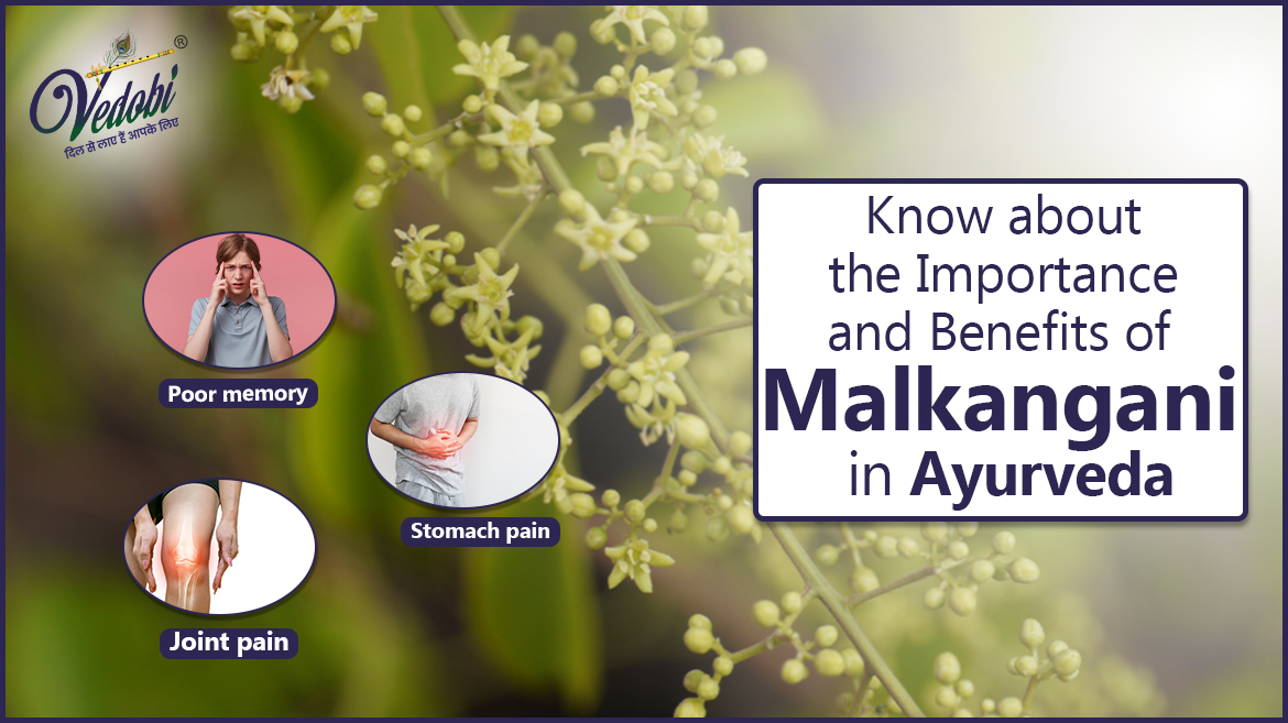 Know about the Importance and Benefits of Malkangani in Ayurveda