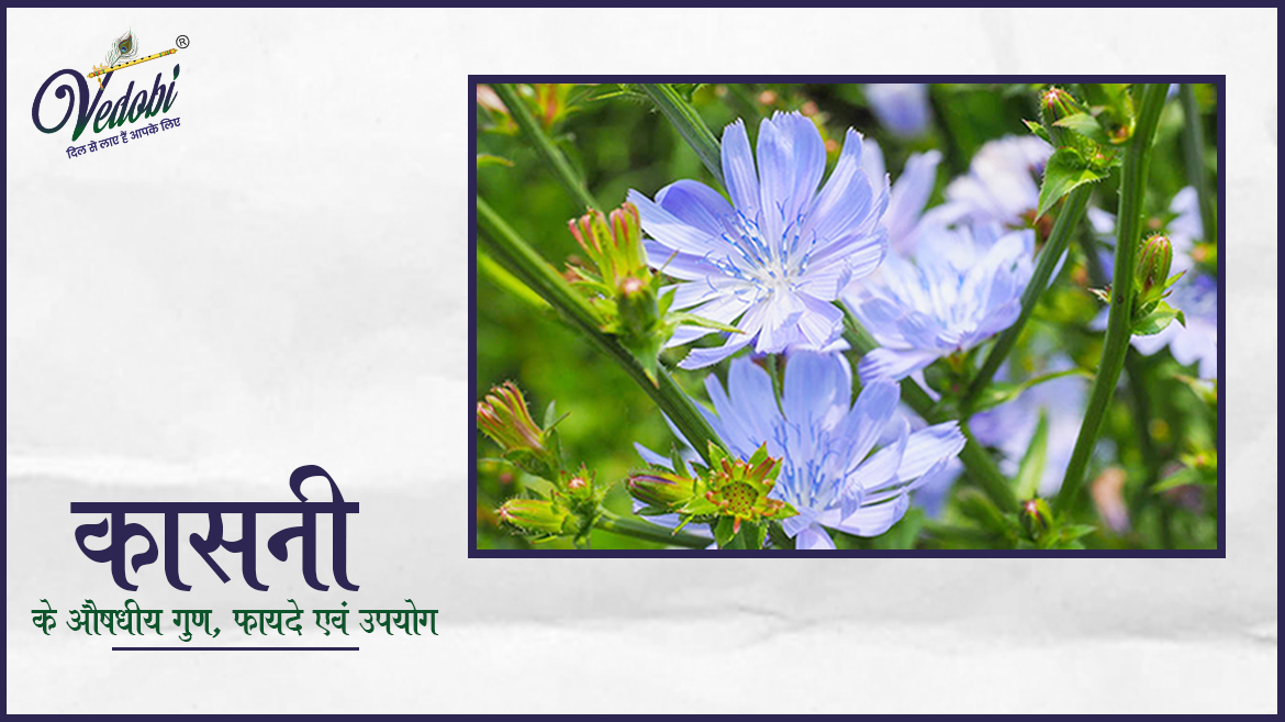कासनी के औषधीय गुण, फायदे एवं उपयोग