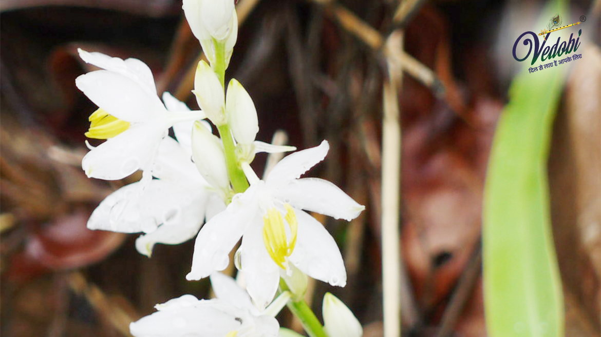 जानें, सफेद मूसली के आयुर्वेद में महत्व, फायदे एवं उपयोग