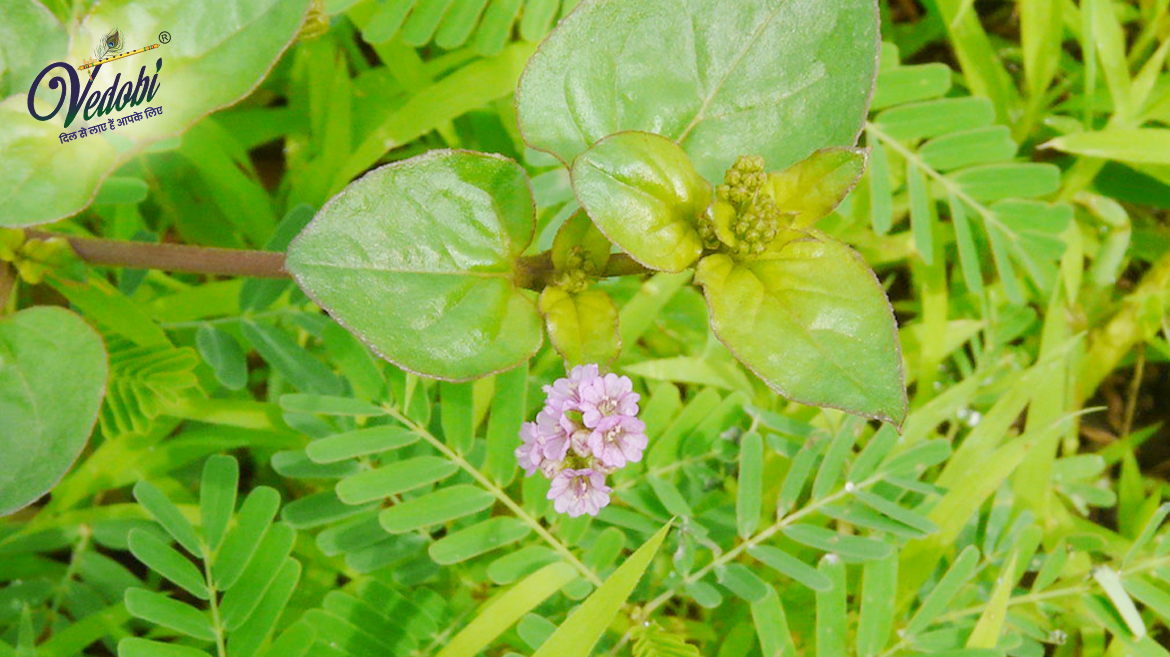 पुनर्नवा क्या हैं? जानें, इसके फायदे और उपयोग