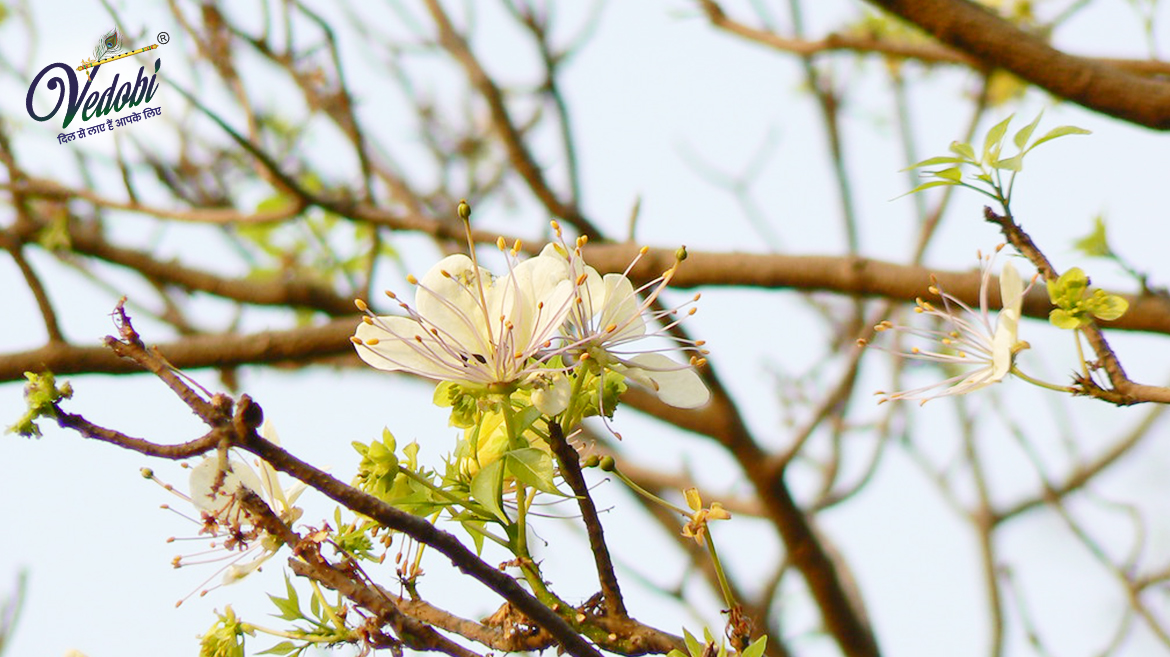 Benefits and Side effects of Varuna