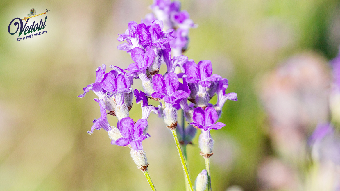 What is Lavender? Know its Benefits and Side effects