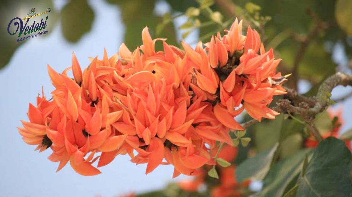 पलाश के पोषक तत्व एवं फायदे