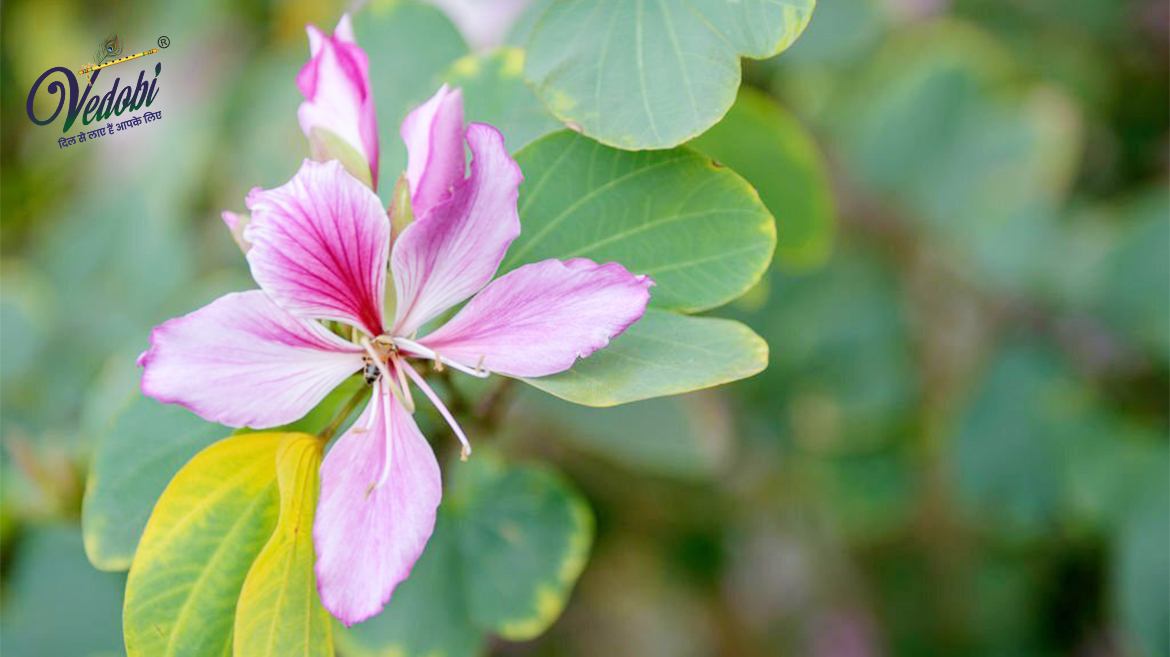 Orchid tree (Kachnar)- Benefits, Uses & Side effects