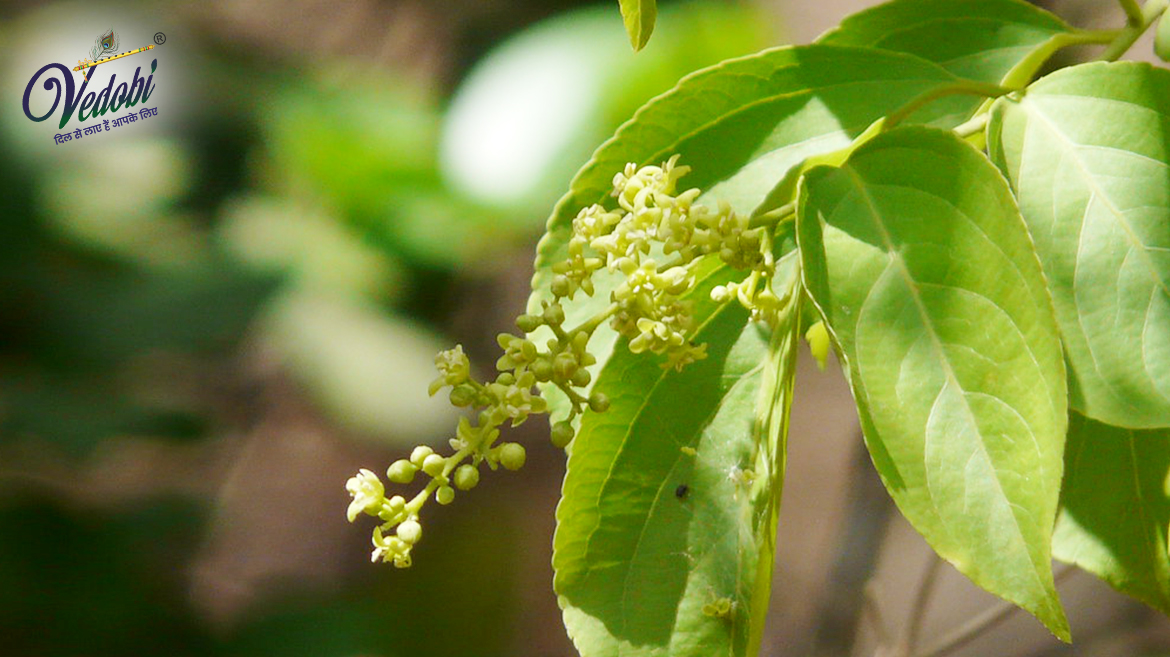 जाने, आयुर्वेद में मालकांगनी के महत्व और फायदों के बारे में